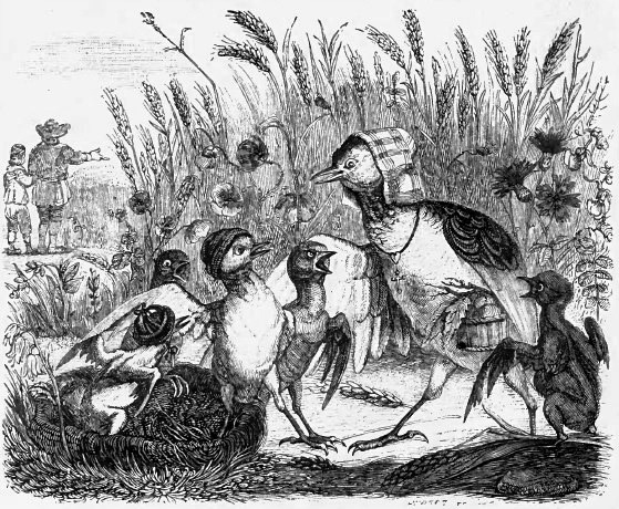 Tout savoir sur L'Alouette et ses petits fable